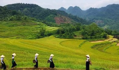 Pu-luong-terraced-rice-fields