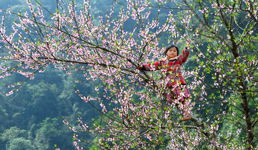 Peach-blossom-festival-son-la